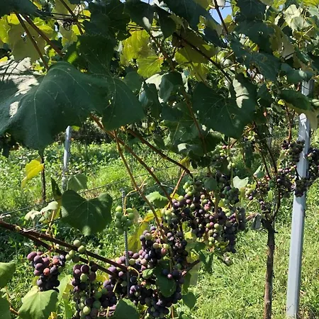 公寓 Winzerhaeuschen Kern