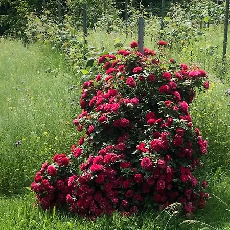 Appartement Winzerhaeuschen Kern Fehring