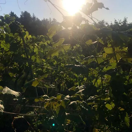 Appartement Winzerhaeuschen Kern