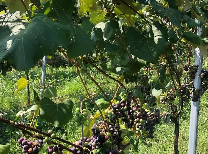 شقة Winzerhaeuschen Kern