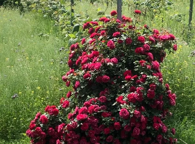 Apartment Winzerhaeuschen Kern Fehring