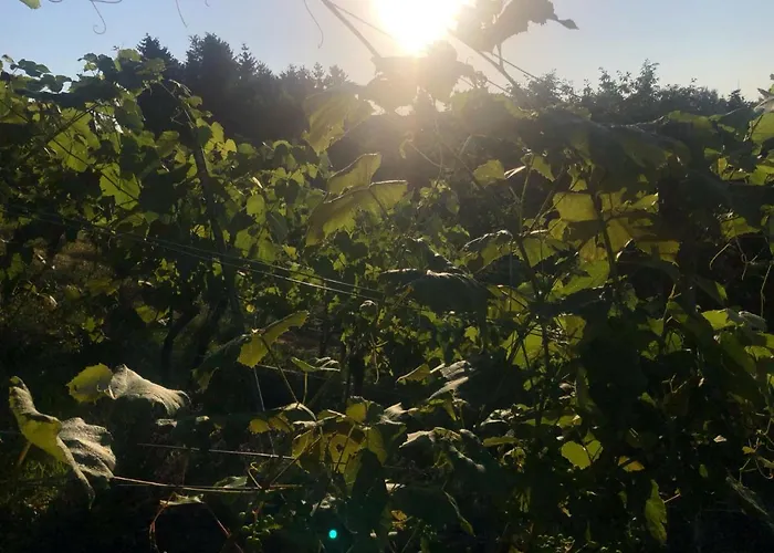 公寓 Winzerhaeuschen Kern